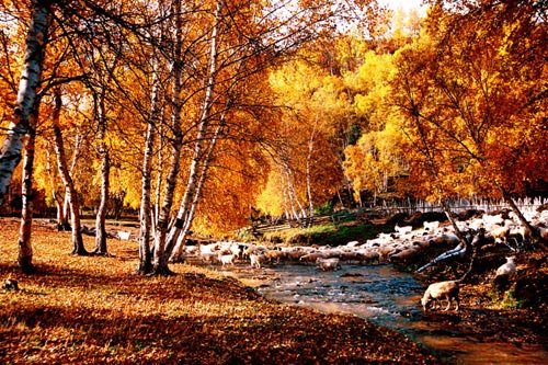 小溪潺潺，秋叶婆娑；出牧的羊群沐浴在金色的白桦林中，仿佛进入了一个童话世界！